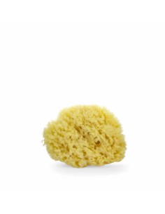 Lua & Lee Sponge 1 Unit